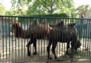 鹽城人民公園