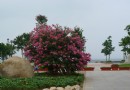 幸福公園