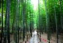日照竹洞天風景區