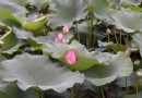 太子公園