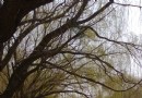 阿爾丁植物園