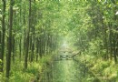 合肥濱湖濕地森林公園