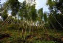 雷崗山翠竹林
