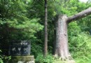 鐵甲古樹