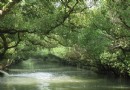 台南四草綠色隧道 乘著竹笩航向台灣亞馬遜出發（上）