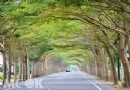 全台最美綠色隧道在台南 騎著自行車悠游在步道下