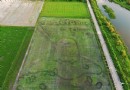 5色“蛋黃哥彩繪稻田”現身台南！台南好米節免費景點10月登場