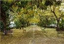 下黃金雨了！虎頭埤阿勃勒花季 5/29正