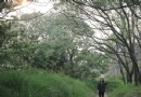 台南淡紫苦楝花盛開 風吹飄如雪
