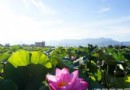 白河蓮花季活動至7月13日