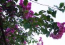 漫步台南公園路321號