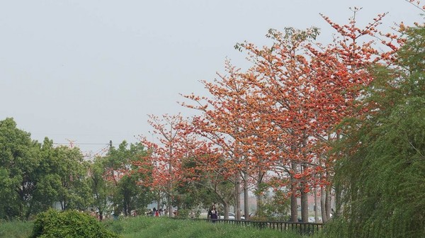 台南自助游圖片