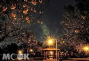 台中最美黃金公園 夜賞閃耀黃花風鈴木