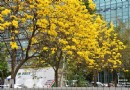 台中出現金黃耀眼街景 黃花風鈴木爆炸式盛開