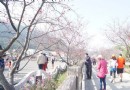 搭“賞櫻巡回接駁專車”輕松走訪台中泰安櫻花季