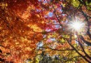 滿天楓葉紅色地毯 台中福壽山賞楓季盛大揭幕