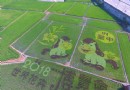 大甲可愛小馬彩繪稻田亮麗登場為2018台中花博暖身