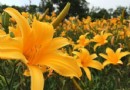 不用跑花東！台中金針花海綻放