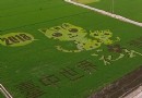 迎接2018花博 石虎彩繪稻田亮相