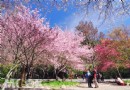 2016武陵櫻花季登場 交通預約全攻略