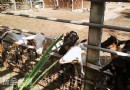 咩～都市小巷內的乳羊牧場！