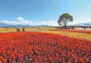 台中舉辦國際花毯節 花仙邀你走進奇幻世界（圖）