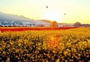 【賞花之旅】花都小旅行，2015新社花海暨台中國際花毯節！