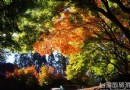 台中福壽山楓樹偷跑 秋紅美景蓄勢待發！