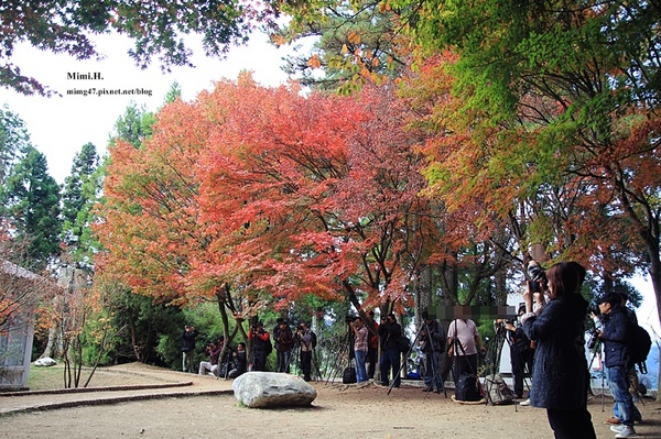 福壽山楓葉3.JPG