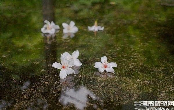 油桐花