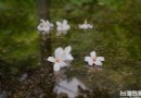 台中四角林林場步道賞桐花