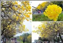再度閃耀！嘉義八掌溪畔黃金風鈴花休養再爆發