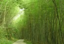 嘉義瑞裡風景區二日游的行程 造訪眾多驚奇的景點