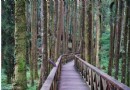 巨木群棧道-嘉義阿裡山森林游樂區