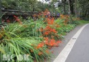 阿裡山射干菖蒲盛開 共賞迎賓花海