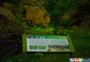 阿裡山圓潭區螢光放閃　周末提供夜間導覽