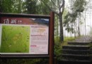 郵輪式列車新行程，阿裡山森鐵「杉湖游蹤」五月上路！