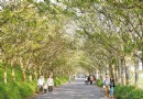 清明來嘉義六腳鄉賞花 “苦楝隧道”超浪漫