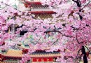 阿裡山賞櫻正當時，這麼美的櫻花！不用再去日本賞櫻啦~