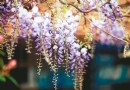 3月紫籐花盛開 梅山瑞裡最美