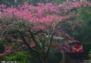 高手教你拍 櫻花樹下的阿裡山蒸汽火車