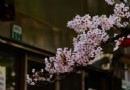 2016阿裡山櫻花季｜阿裡山5大必訪賞櫻景點，你卡位了嗎？