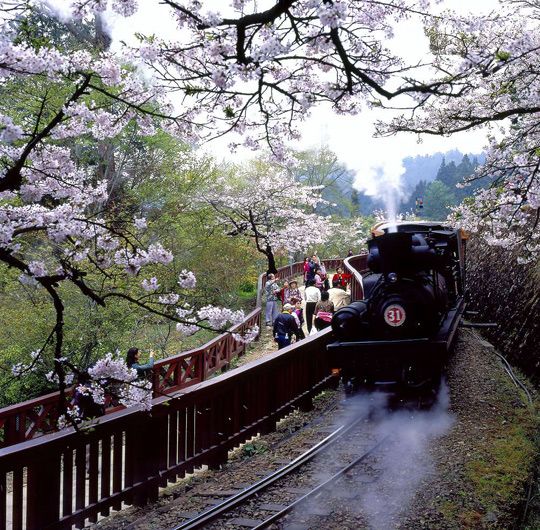 阿裡山小火車 圖片來源：中國國家地理推薦之旅系列圖書之《台灣》