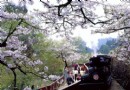 神木的故鄉：台灣有個阿裡山