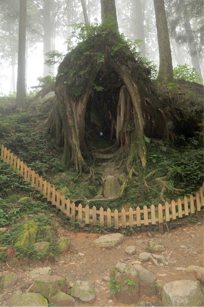 阿裡山景點圖片