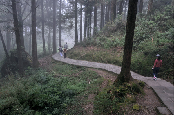 阿裡山自助游圖片