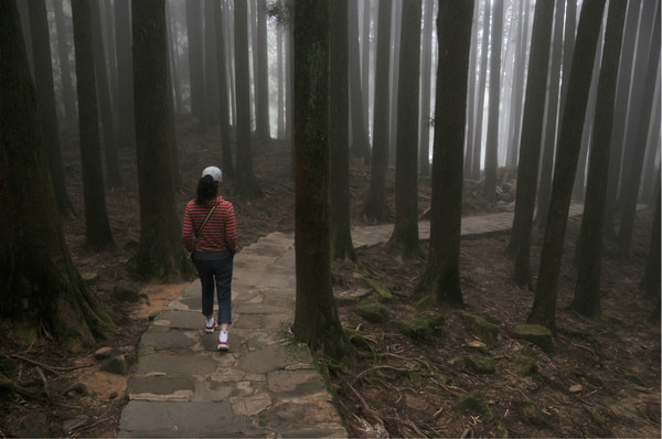 阿裡山旅游攻略圖片