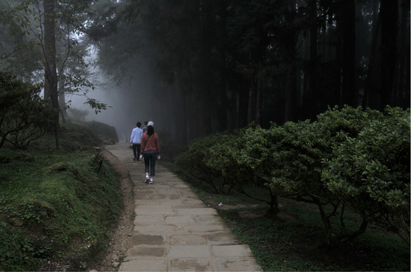 阿裡山圖片