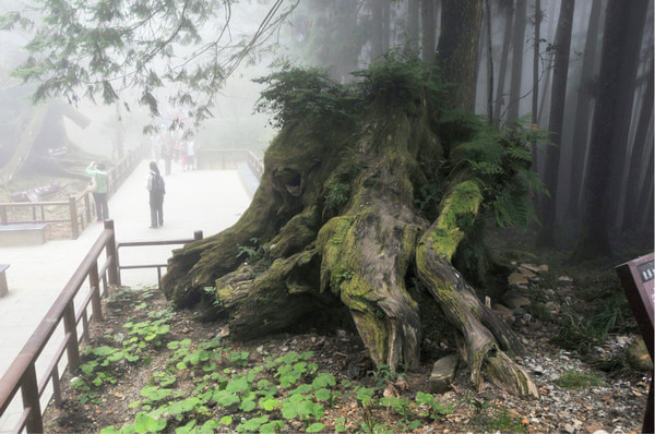 阿裡山景點圖片