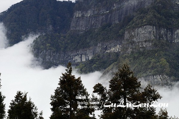 阿裡山景點圖片